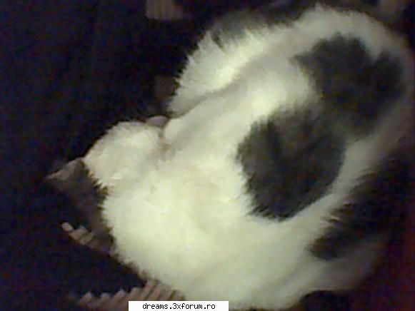 poze vostre asta topic pentru poze animalele poza sufletel facuta camera care stricata sta spatele ~*Admina*~